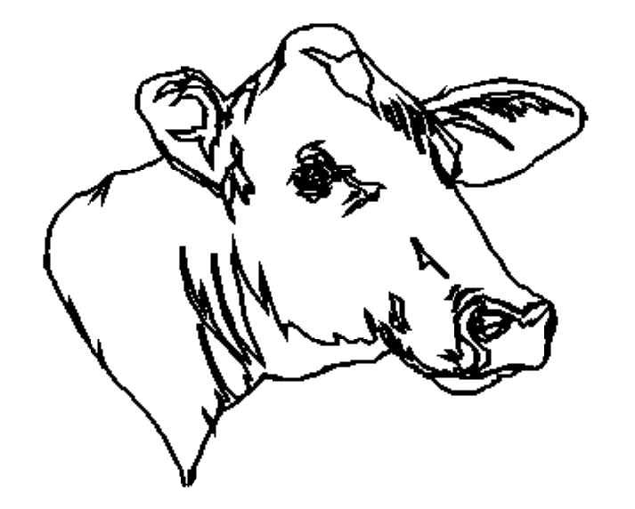 imagini de colorat vaca vitel taur